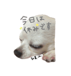 マイ犬スタンプ(はるちゃんver.)（個別スタンプ：13）