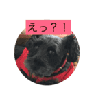 犬のあいさつ版（個別スタンプ：3）