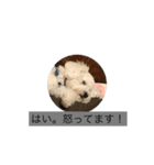 犬のあいさつ版（個別スタンプ：4）