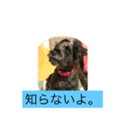 犬のあいさつ版（個別スタンプ：7）