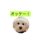 犬のあいさつ版（個別スタンプ：8）