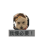 犬のあいさつ版（個別スタンプ：11）