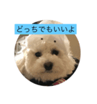 犬のあいさつ版（個別スタンプ：14）