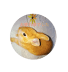 Rabbit cha2（個別スタンプ：2）