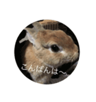 Rabbit cha2（個別スタンプ：6）