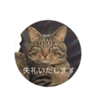 兄貴猫さば 仕事版（個別スタンプ：8）