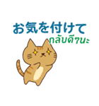 ラブラブ猫 : 大好き タイ語+日本語（個別スタンプ：31）