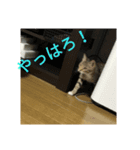 猫のメル（個別スタンプ：1）