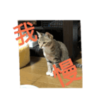 猫のメル（個別スタンプ：2）