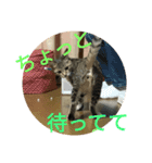 猫のメル（個別スタンプ：5）