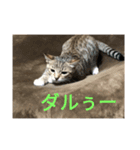 猫のメル2（個別スタンプ：1）