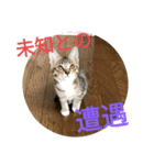 猫のメル2（個別スタンプ：3）