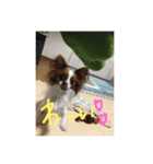 My cute doggy koume（個別スタンプ：6）