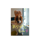 My cute doggy koume（個別スタンプ：7）