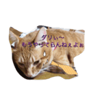 猫の手貸します。（個別スタンプ：1）