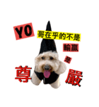 bad dog aboo2（個別スタンプ：4）