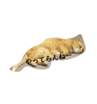 スバル猫（個別スタンプ：5）