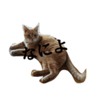 スバル猫（個別スタンプ：7）