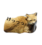 スバル猫（個別スタンプ：8）