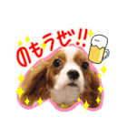 wannyans！（個別スタンプ：14）