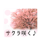 合格祝いに花を♪桜（個別スタンプ：2）