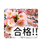合格祝いに花を♪桜（個別スタンプ：4）