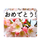 合格祝いに花を♪桜（個別スタンプ：5）