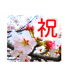合格祝いに花を♪桜（個別スタンプ：6）