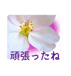 合格祝いに花を♪桜（個別スタンプ：7）