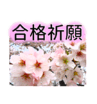 合格祝いに花を♪桜（個別スタンプ：9）