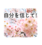合格祝いに花を♪桜（個別スタンプ：10）