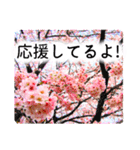 合格祝いに花を♪桜（個別スタンプ：13）