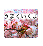 合格祝いに花を♪桜（個別スタンプ：14）