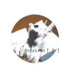 キャバリアわんこ（個別スタンプ：6）