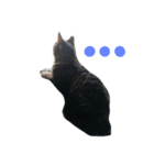 俺んちの猫（個別スタンプ：1）