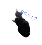俺んちの猫（個別スタンプ：2）
