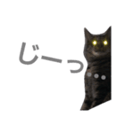 俺んちの猫（個別スタンプ：4）