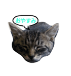 俺んちの猫（個別スタンプ：5）