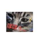 俺んちの猫（個別スタンプ：6）