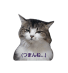 俺んちの猫（個別スタンプ：7）