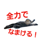 俺んちの猫（個別スタンプ：8）