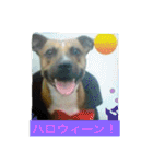 レオ＆弁慶⭐️我来也のスタンプ第2弾（個別スタンプ：11）