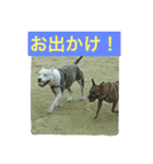 レオ＆弁慶⭐️我来也のスタンプ第2弾（個別スタンプ：13）