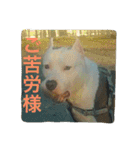 レオ＆弁慶⭐️我来也のスタンプ第2弾（個別スタンプ：18）