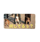 レオ＆弁慶⭐️我来也のスタンプ第2弾（個別スタンプ：19）