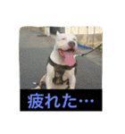 レオ＆弁慶⭐️我来也のスタンプ第2弾（個別スタンプ：20）