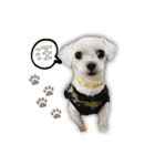 Blankly lovely dog B_BOW（個別スタンプ：1）