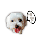 Blankly lovely dog B_BOW（個別スタンプ：3）