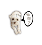 Blankly lovely dog B_BOW（個別スタンプ：4）