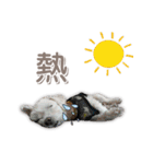 Blankly lovely dog B_BOW（個別スタンプ：6）